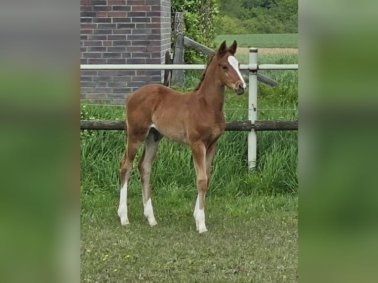 Rheinländer Wallach 2 Jahre 168 cm Fuchs in Eschweiler