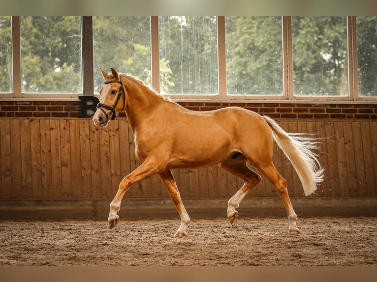 Rheinländer Wallach 3 Jahre 156 cm Palomino in Goch