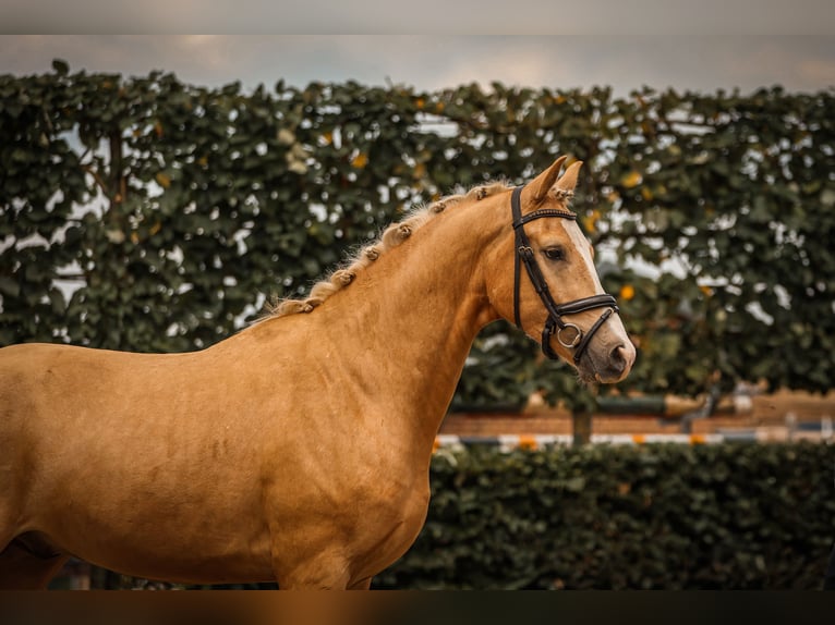 Rheinländer Wallach 3 Jahre 156 cm Palomino in Goch