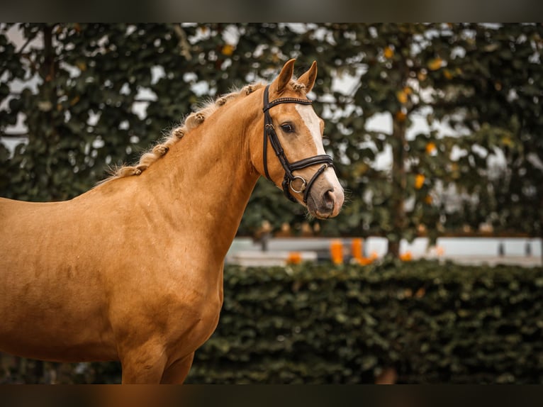 Rheinländer Wallach 3 Jahre 156 cm Palomino in Goch