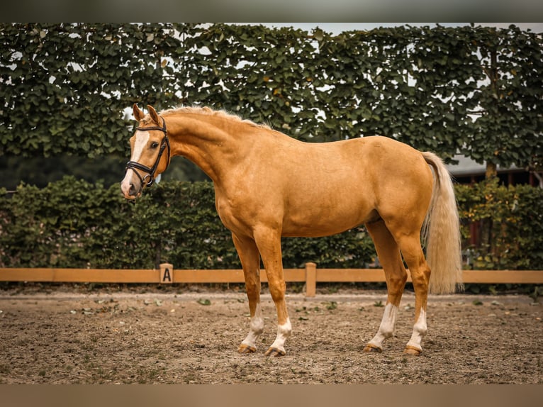 Rheinländer Wallach 3 Jahre 156 cm Palomino in Goch
