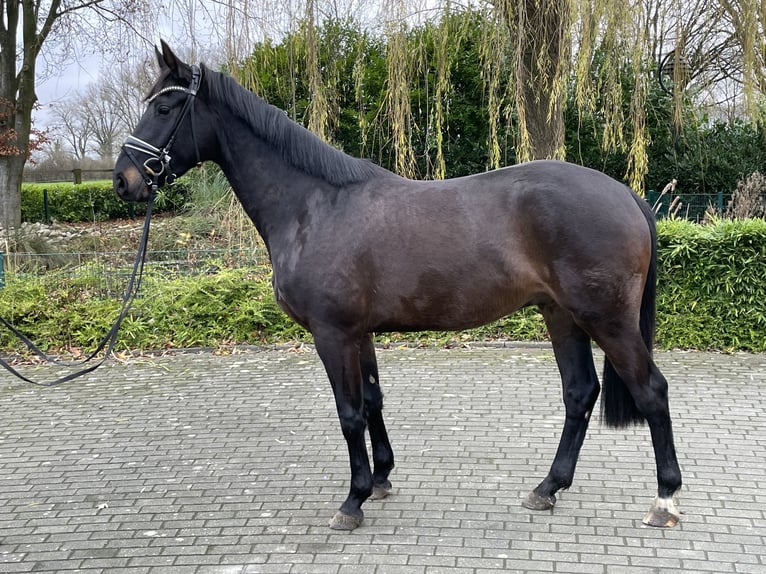 Rheinländer Wallach 3 Jahre 168 cm Schwarzbrauner in Coesfeld