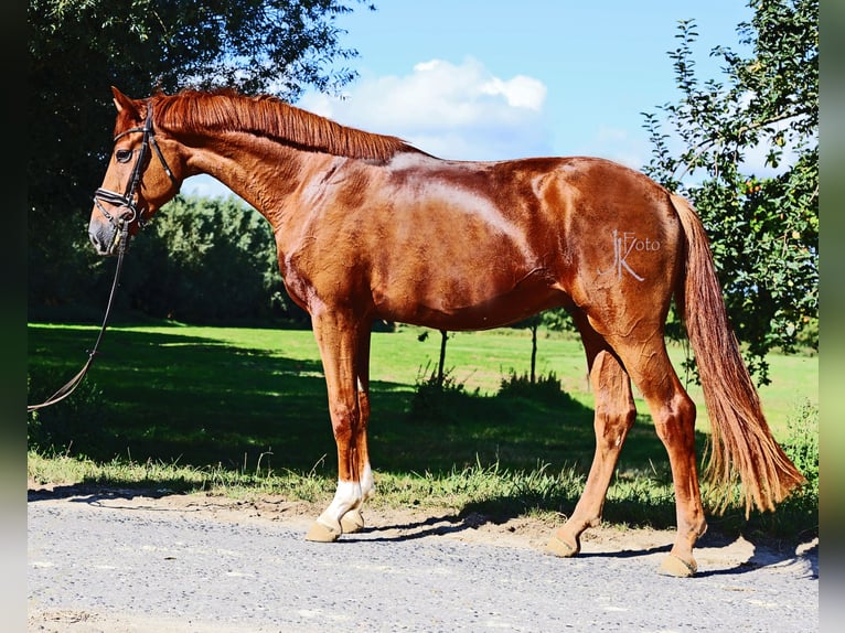 Rheinländer Wallach 3 Jahre 169 cm Dunkelfuchs in Kempen