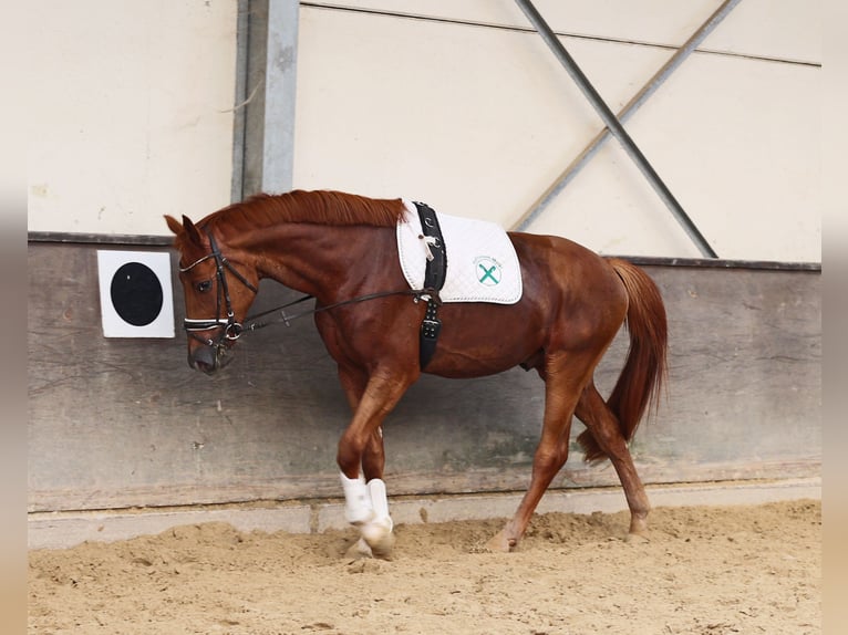 Rheinländer Wallach 3 Jahre 169 cm Dunkelfuchs in Kempen