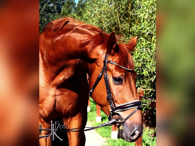 Rheinländer Wallach 3 Jahre 169 cm Dunkelfuchs in Kempen