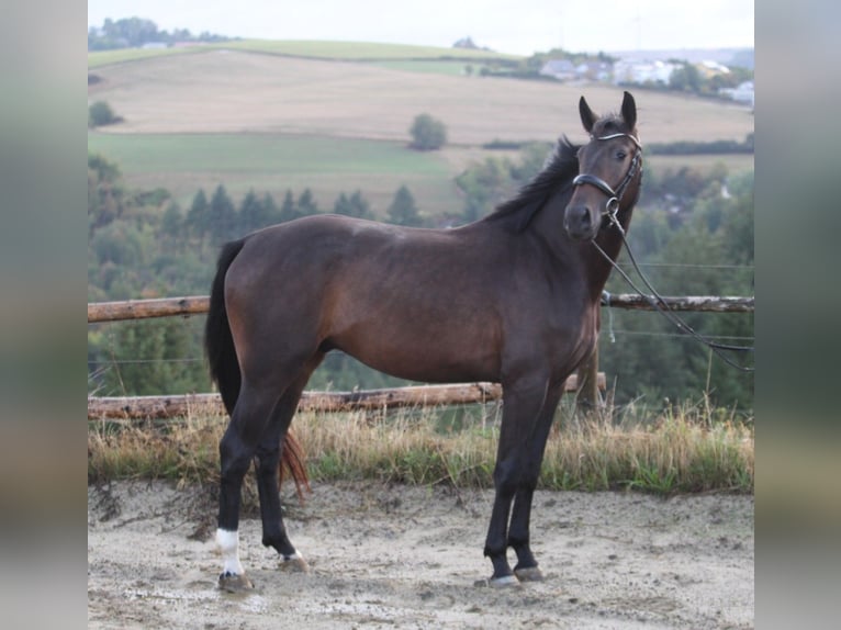Rheinländer Wallach 3 Jahre 170 cm Dunkelbrauner in Neuerburg