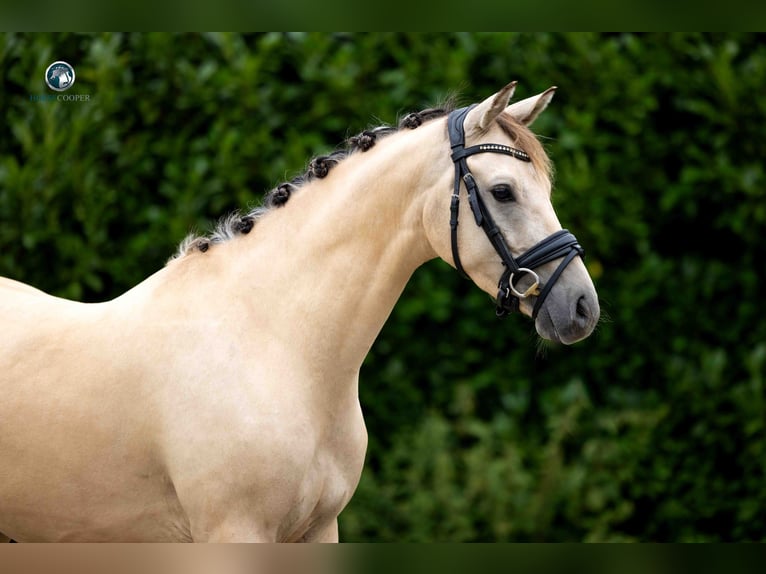 Rheinländer Wallach 4 Jahre 145 cm Falbe in Kortessem