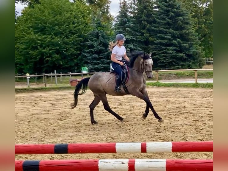 Rheinländer Wallach 4 Jahre 155 cm Schimmel in Braunschweig
