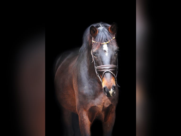 Rheinländer Wallach 4 Jahre 164 cm Brauner in Wesel