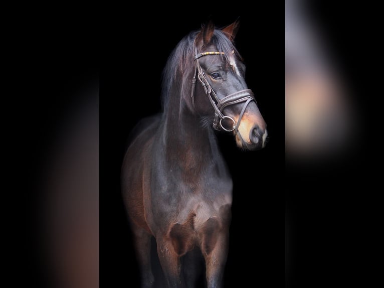 Rheinländer Wallach 4 Jahre 164 cm Brauner in Wesel