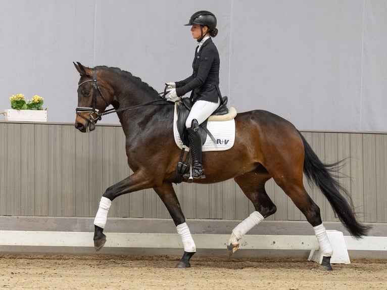 Rheinländer Wallach 4 Jahre 166 cm Schwarzbrauner in Münster-Handorf