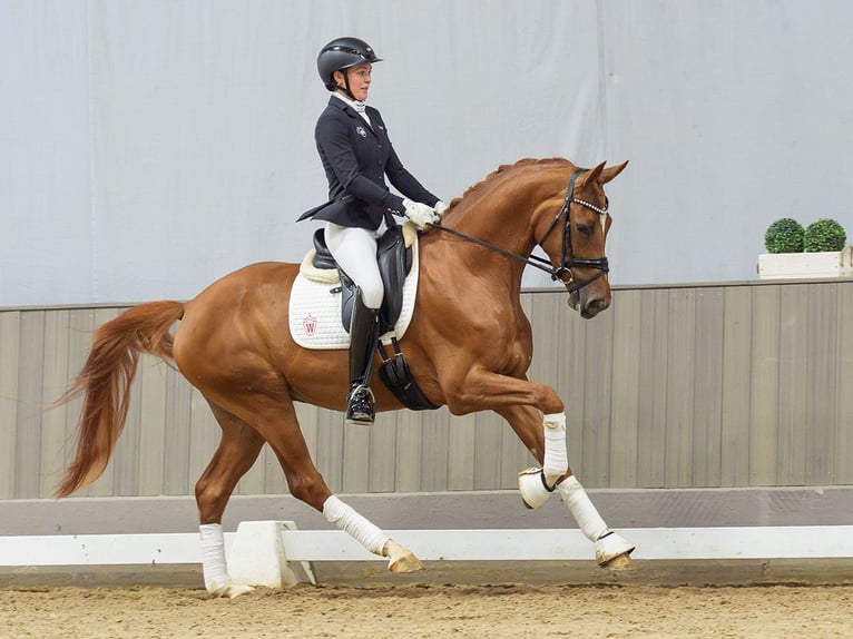 Rheinländer Wallach 4 Jahre 167 cm Fuchs in Mnster-Handorf