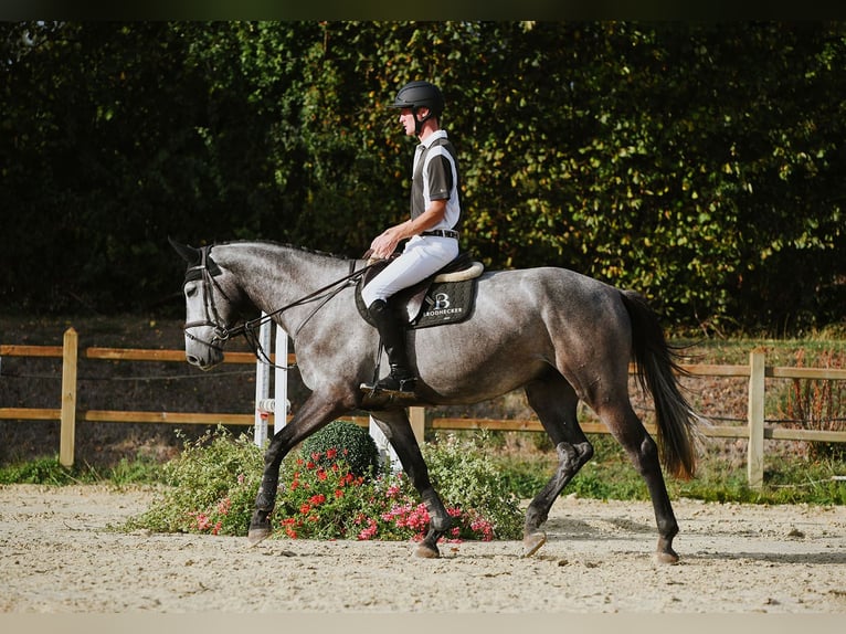 Rheinländer Wallach 4 Jahre 167 cm Schimmel in Riedstadt