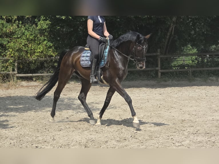 Rheinländer Wallach 4 Jahre 167 cm Schwarzbrauner in Wachtendonk