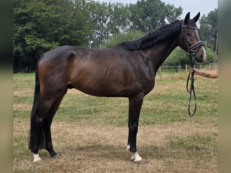 Rheinländer Wallach 4 Jahre 167 cm Schwarzbrauner in Wachtendonk