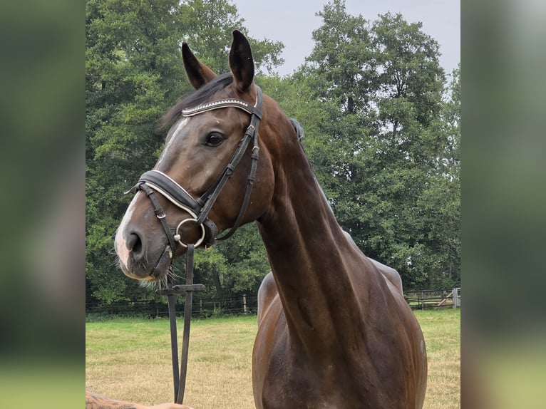 Rheinländer Wallach 4 Jahre 167 cm Schwarzbrauner in Wachtendonk