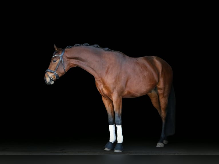 Rheinländer Wallach 4 Jahre 168 cm Brauner in Weikersheim