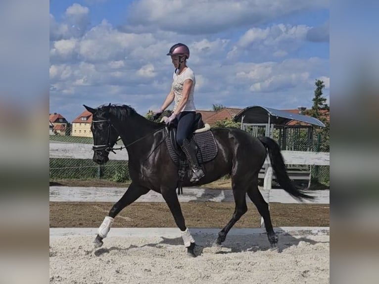 Rheinländer Wallach 4 Jahre 170 cm Dunkelbrauner in Leipzig