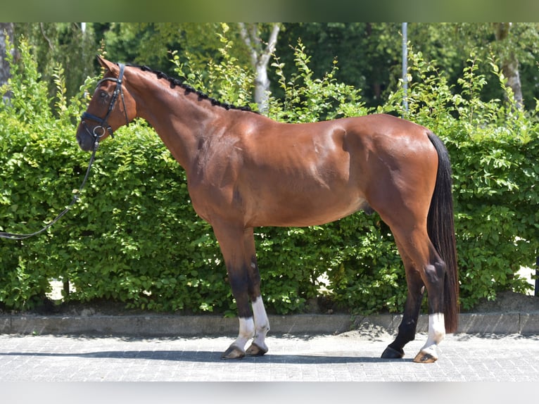 Rheinländer Wallach 4 Jahre 176 cm Brauner in Melle