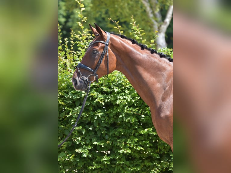 Rheinländer Wallach 4 Jahre 176 cm Brauner in Melle