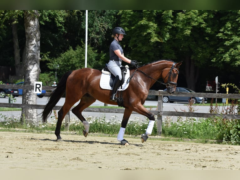 Rheinländer Wallach 4 Jahre 176 cm Brauner in Melle