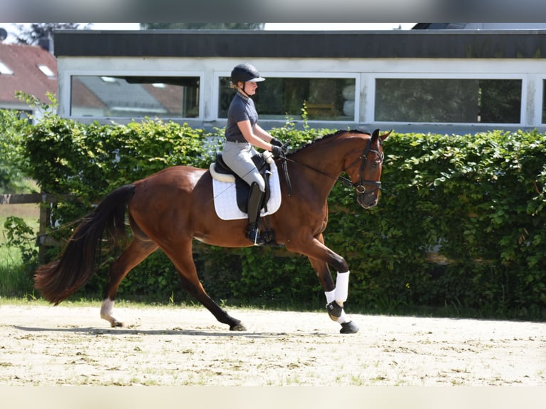 Rheinländer Wallach 4 Jahre 176 cm Brauner in Melle