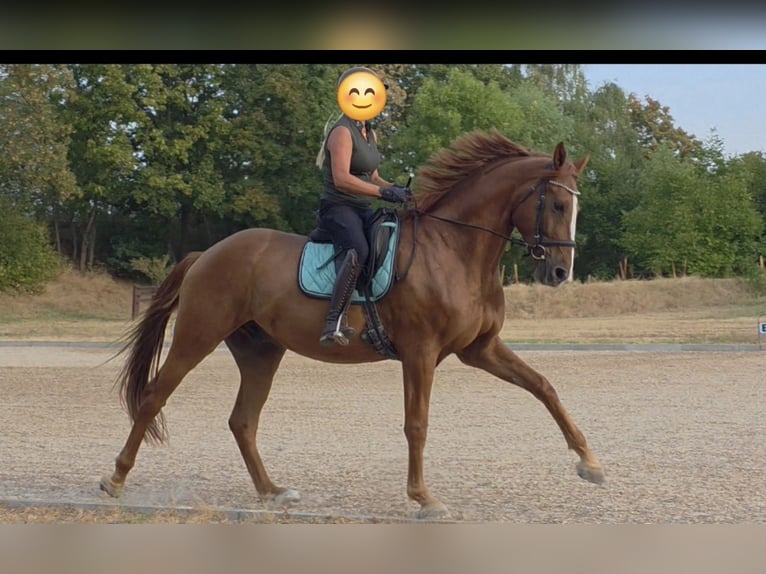 Rheinländer Wallach 4 Jahre 178 cm Fuchs in Reilingen