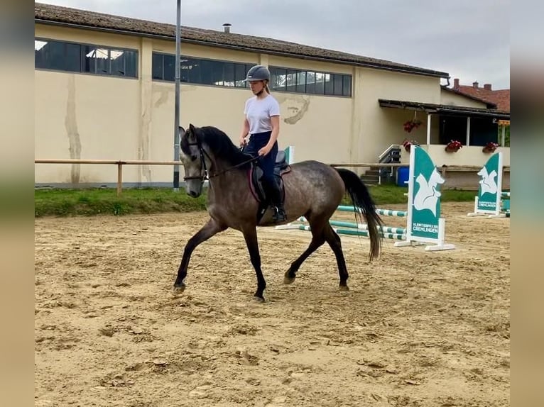 Rheinländer Wallach 5 Jahre 155 cm Schimmel in Braunschweig