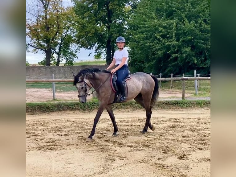 Rheinländer Wallach 5 Jahre 155 cm Schimmel in Braunschweig