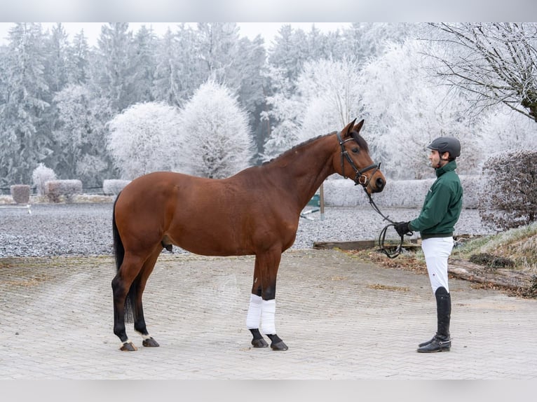 Rheinländer Wallach 5 Jahre 160 cm Brauner in Duggendorf