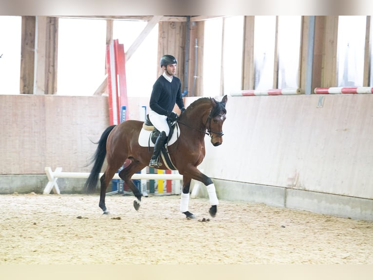 Rheinländer Wallach 5 Jahre 160 cm Brauner in Duggendorf