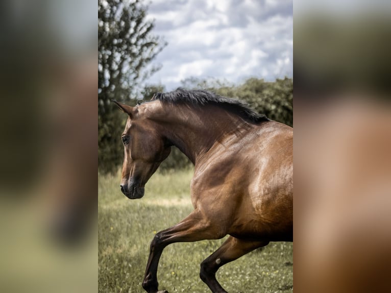 Rheinländer Wallach 5 Jahre 164 cm Brauner in Geldern