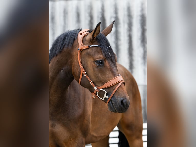 Rheinländer Wallach 5 Jahre 164 cm Brauner in Geldern