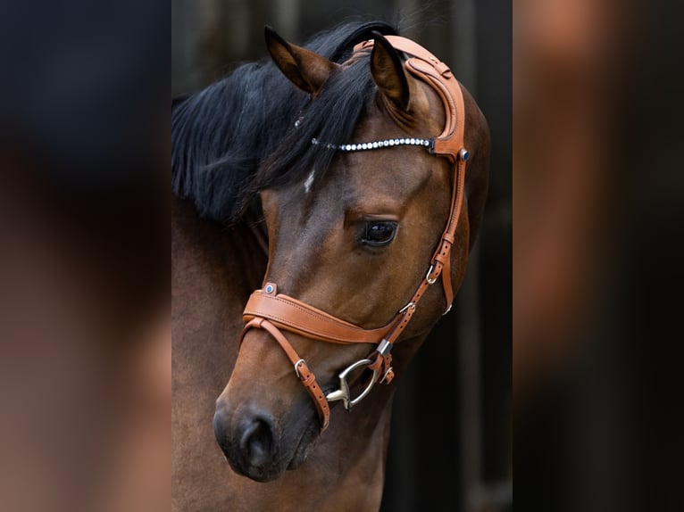 Rheinländer Wallach 5 Jahre 164 cm Brauner in Geldern