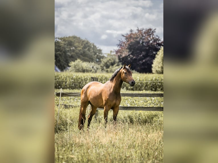 Rheinländer Wallach 5 Jahre 164 cm Brauner in Geldern