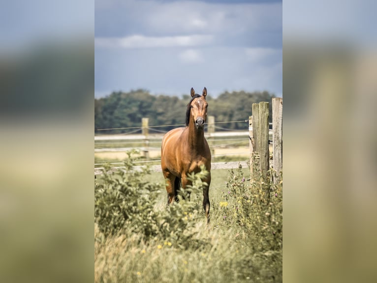Rheinländer Wallach 5 Jahre 164 cm Brauner in Geldern