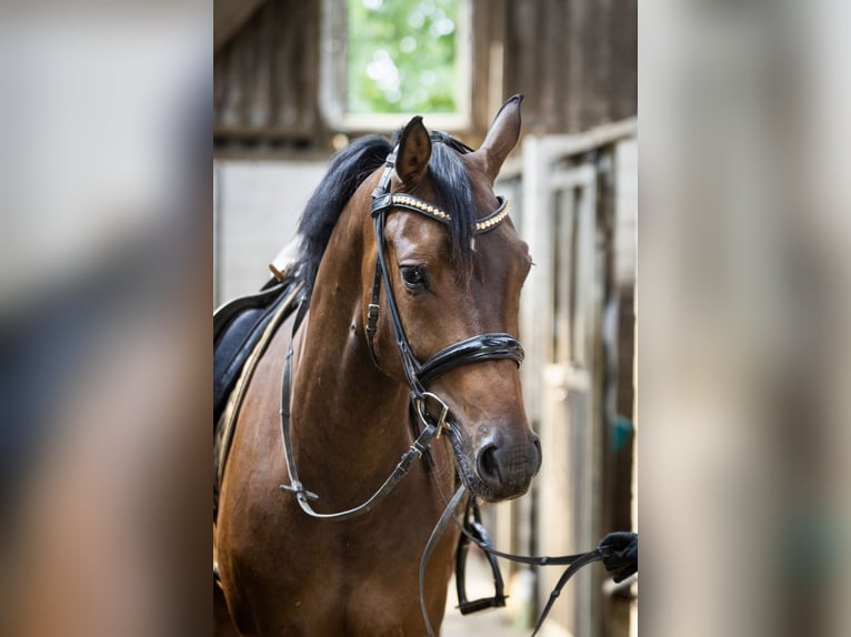 Rheinländer Wallach 5 Jahre 164 cm Brauner in Geldern