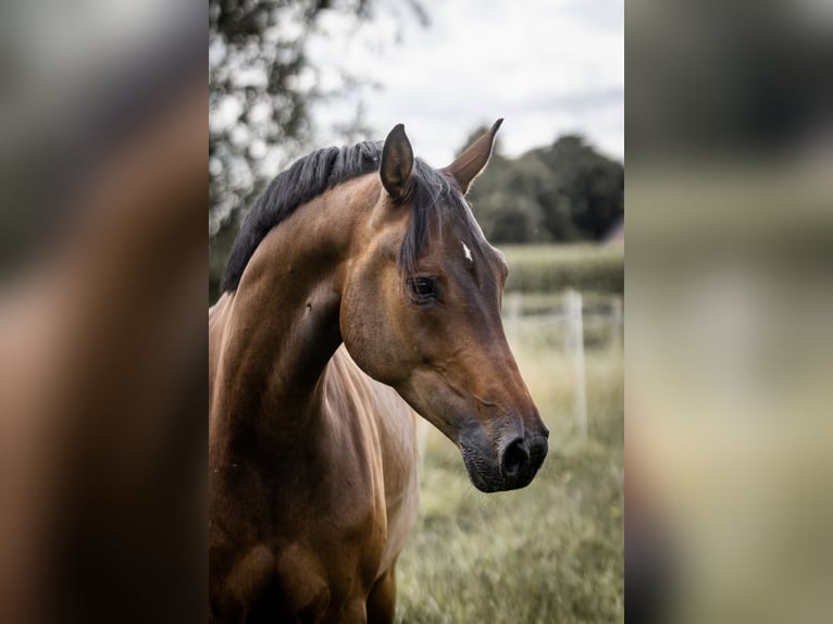Rheinländer Wallach 5 Jahre 164 cm Brauner in Geldern