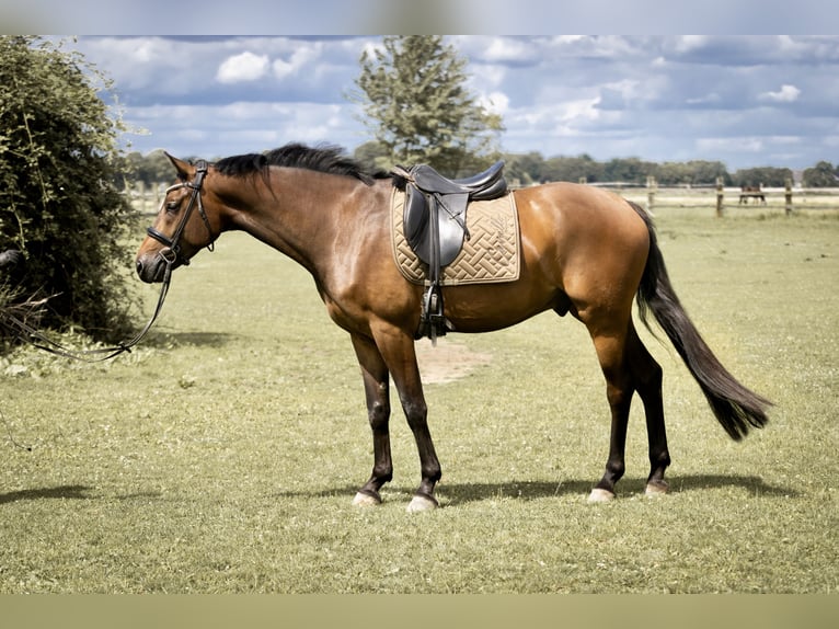 Rheinländer Wallach 5 Jahre 164 cm Brauner in Geldern