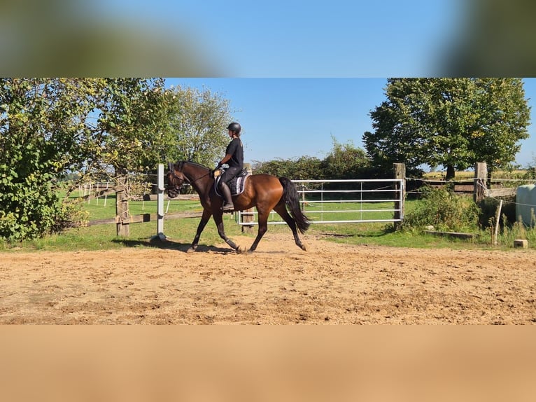 Rheinländer Wallach 5 Jahre 164 cm Brauner in Issum