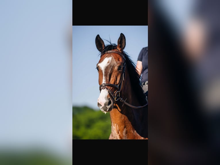 Rheinländer Wallach 5 Jahre 164 cm Dunkelbrauner in Rheinbach