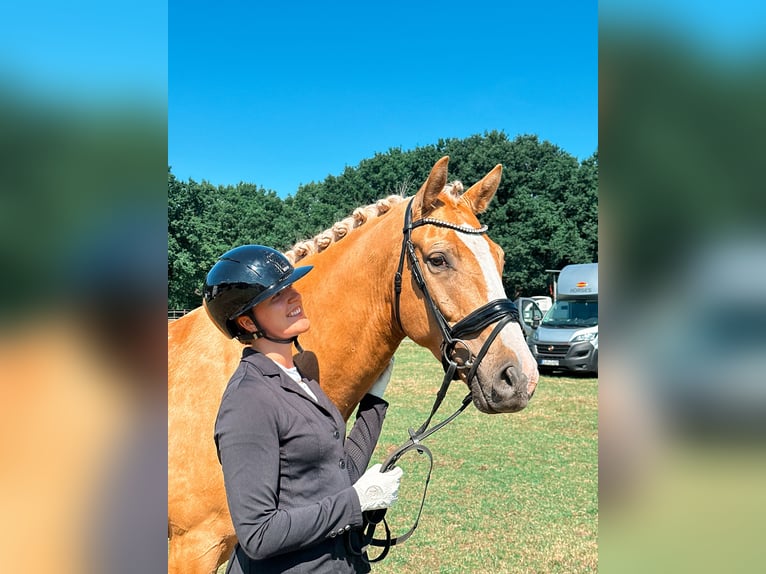 Rheinländer Wallach 5 Jahre 164 cm Falbe in WardenburgWardenburg