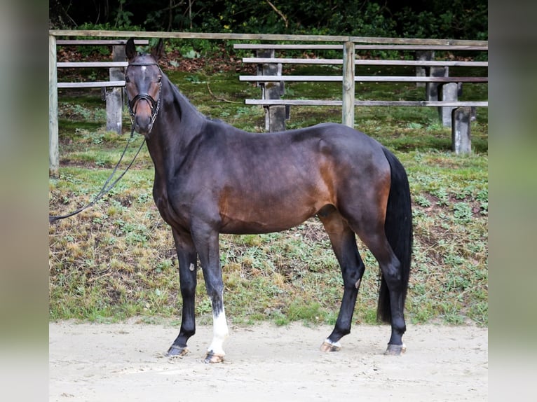 Rheinländer Wallach 5 Jahre 165 cm Schwarzbrauner in Wuppertal