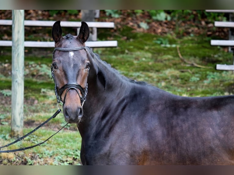 Rheinländer Wallach 5 Jahre 165 cm Schwarzbrauner in Wuppertal