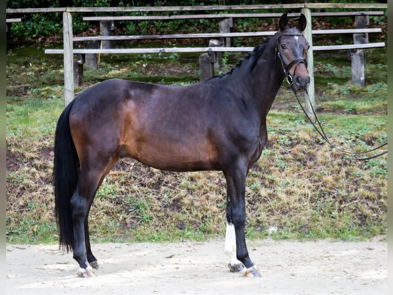 Rheinländer Wallach 5 Jahre 165 cm Schwarzbrauner in Wuppertal