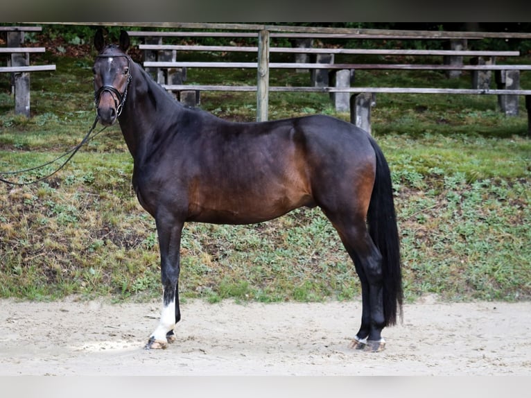 Rheinländer Wallach 5 Jahre 165 cm Schwarzbrauner in Wuppertal