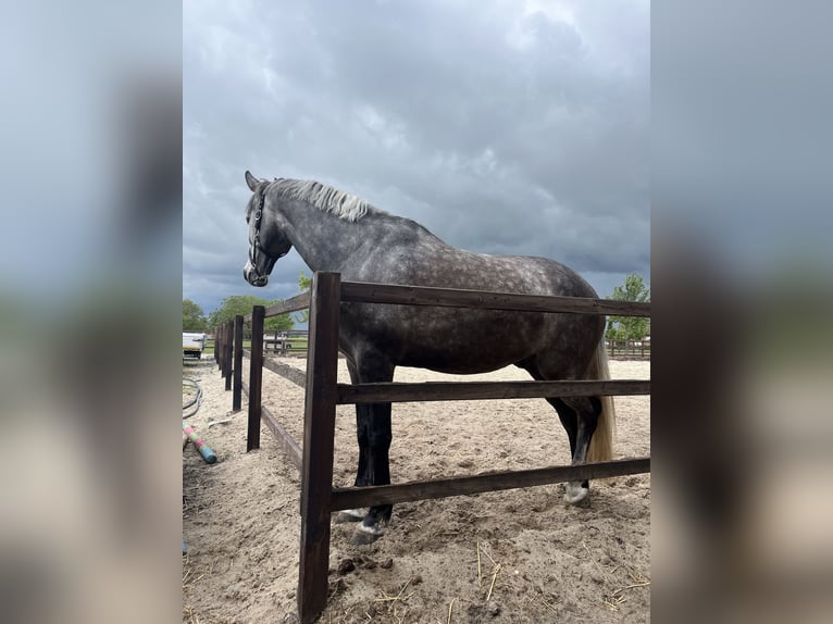 Rheinländer Wallach 5 Jahre 167 cm Schimmel in ReesRees