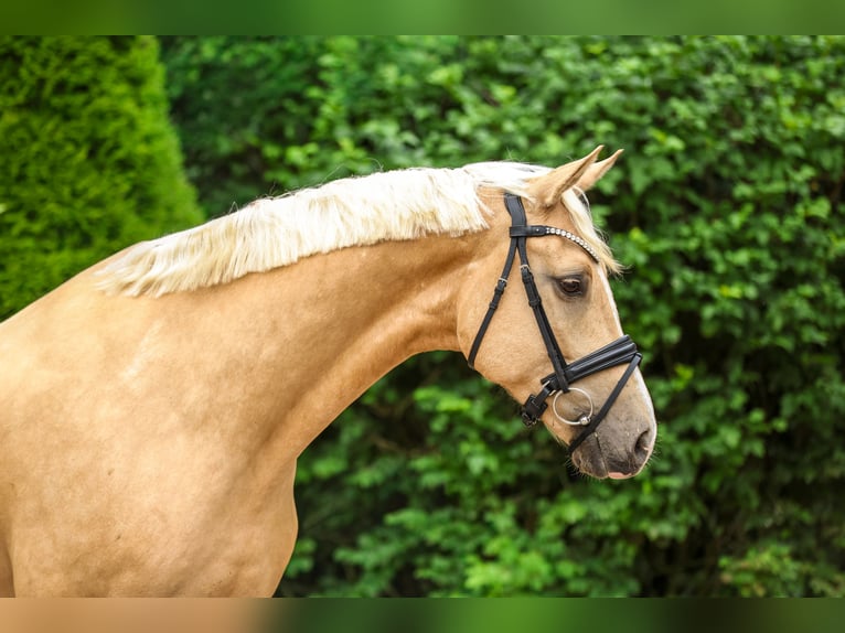 Rheinländer Wallach 5 Jahre 169 cm Palomino in Tespe