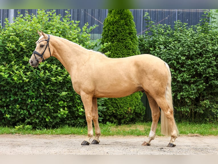 Rheinländer Wallach 5 Jahre 169 cm Palomino in Tespe
