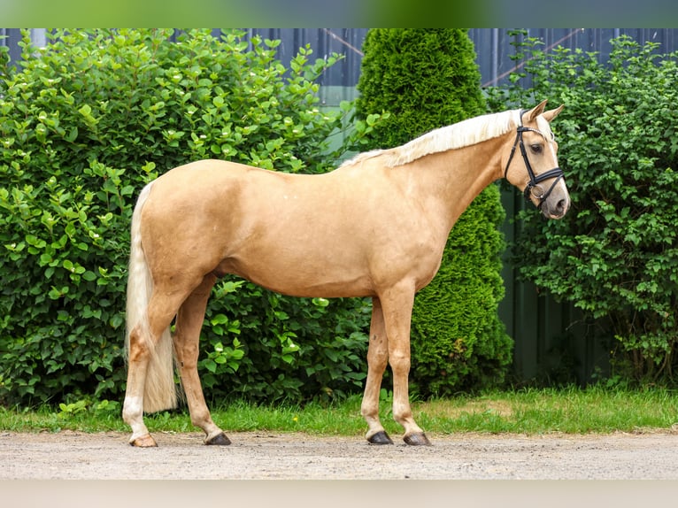 Rheinländer Wallach 5 Jahre 169 cm Palomino in Tespe